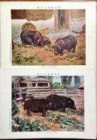 家畜図譜　揃15枚　解説付