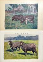 家畜図譜　揃15枚　解説付