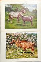 家畜図譜　揃15枚　解説付