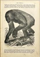 THE POPULAR NATURAL HISTORY