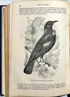 THE POPULAR NATURAL HISTORY