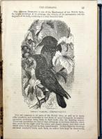 THE POPULAR NATURAL HISTORY