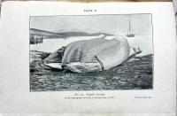 A BOOK OF WHALES