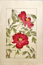 杉浦非水木版画　非水百花譜の内【牡丹】
