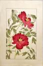杉浦非水木版画　非水百花譜の内【牡丹】
