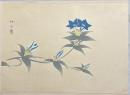 徳岡神泉木版画　桔梗図　木版彩色刷　