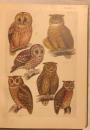 内外動物原色大図鑑　鳥類編 第三卷