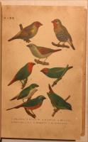着色図編飼鳥集成