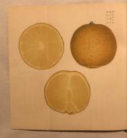 日本の蜜柑