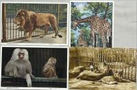 上野恩賜公園　動物園ゑはがき　袋付　6枚