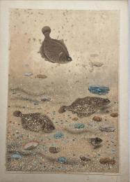 大日本魚類画集　カレイ　【麥風】の署名・印なし