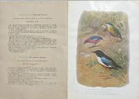 大東亜鳥類図譜