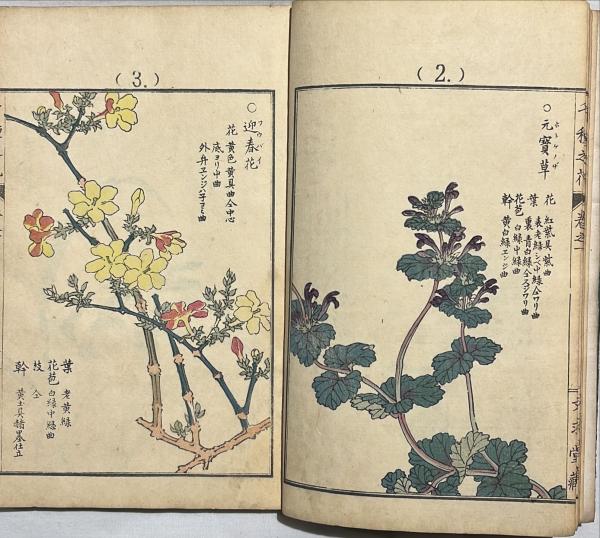 古書千種之花4冊揃彩色木版刷幸埜楳嶺（u53e4u66f8