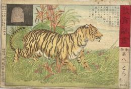 教育訓画　動物第八　とら　TIGAR