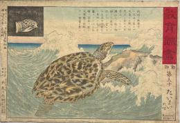 教育訓画　第五十　たいまい(大亀) HAWKSBILL TURTLE　