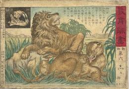 教育訓画　動物第六　しし(獅) LION