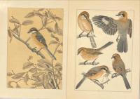 鳥類写生図譜　１集〜４集　揃4輯　図版100種200枚