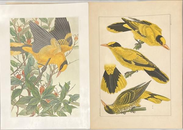 原色精密 日本鳥類写生大図譜(小泉勝爾・土岡春郊) / 古本、中古