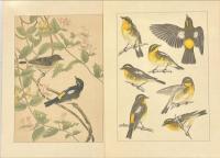 鳥類写生図譜　１集〜４集　揃4輯　図版100種200枚