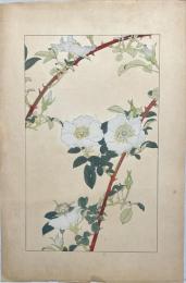 杉浦非水画　百花譜の内【灘波薔薇】　木版彩色刷