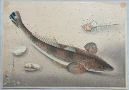 大野麦風木版画　大日本魚類画集の内【コチ】