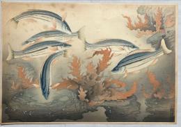 大野麦風木版画　大日本魚類画集の内【シマイサギ】