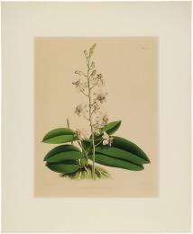 Phalaenopsis Esmeralda. Plate 321.
