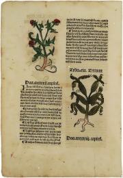 「Hortus Sanitatis」より本文断片1枚