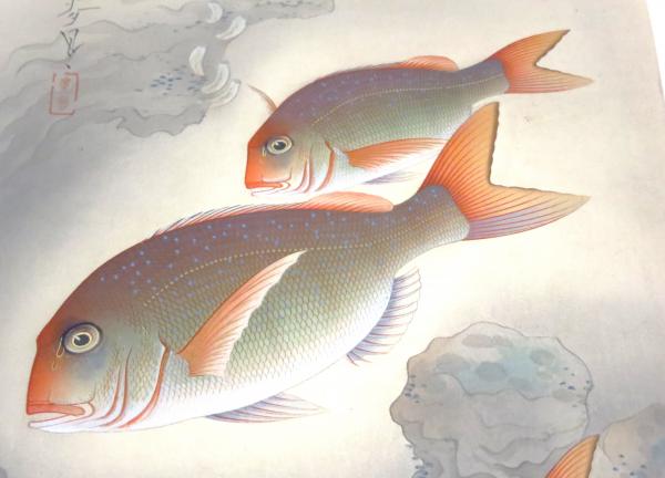 鯛」（大野麦風「大日本魚類画集」第一輯より）(大野麦風