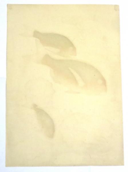 鯛」（大野麦風「大日本魚類画集」第一輯より） | 大野麦風 | 西宮書院