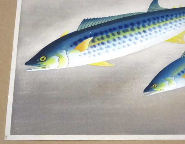 サワラ」（大野麦風『大日本魚類画集』第六輯より）(大野麦風