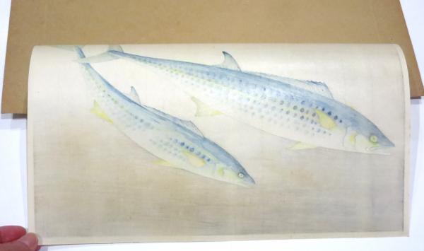 サワラ」（大野麦風『大日本魚類画集』第六輯より）(大野麦風