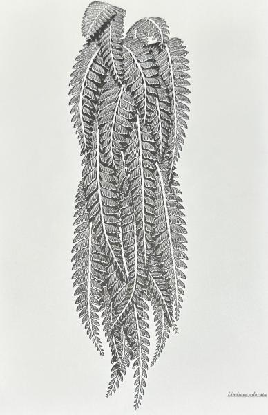 Bizarre Plants(岡村優太) / 古本、中古本、古書籍の通販は「日本の