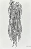 Bizarre Plants(岡村優太) / 古本、中古本、古書籍の通販は「日本の