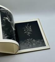 STILL LIFES