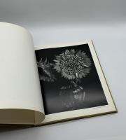 STILL LIFES