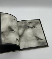 Des oiseaux