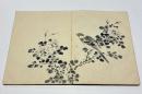 金子雪操花鳥画 「分江帖」