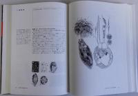 原生生物の世界(細菌、藻類、菌類と原生動物の分類)