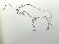 Marquet dessine des animaux