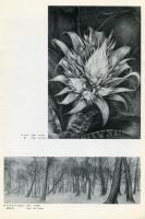 SUSUMU　KINOSHITA
PENCIL WORK1981〜1992
木下晋-鉛筆画の世界-[鉛筆とケント紙による]