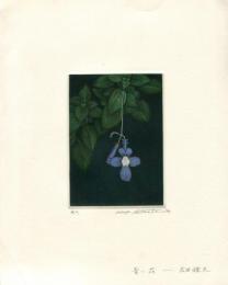 広田雅久 Hirota Masahisa 作品名：青い花 （銅版画）サイン入り 