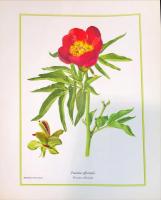 voici des fruits, des fleurs, des feuilles et des branches