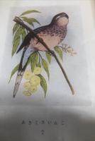 小鳥画報 　1巻5号