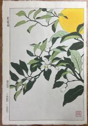 葛原輝 花版画「夏蜜柑」　