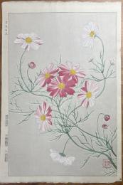 河原崎奨堂　花版画「コスモス」