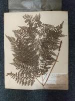 植物標本　高山植物腊葉、 島津製作所標本部撰集
