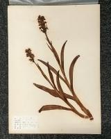 植物標本　高山植物腊葉、 島津製作所標本部撰集