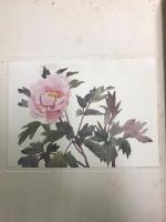 採果写生画冊