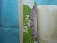 大阪朝顔會々報　大正七年度　十三号